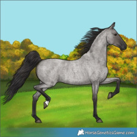Horse Color:Smoky Grullo Roan 