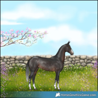 Horse Color:Brown Rabicano 
