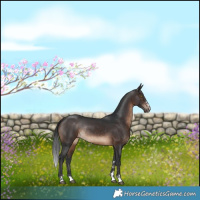 Horse Color:Brown Rabicano 
