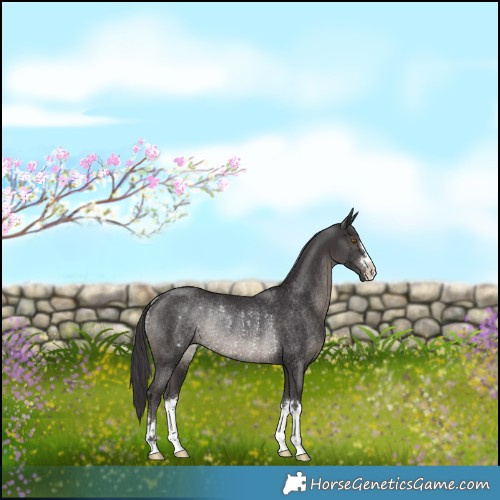 Horse Color:Smoky Black Rabicano