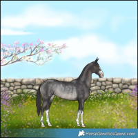 Horse Color:Smoky Black Rabicano 
