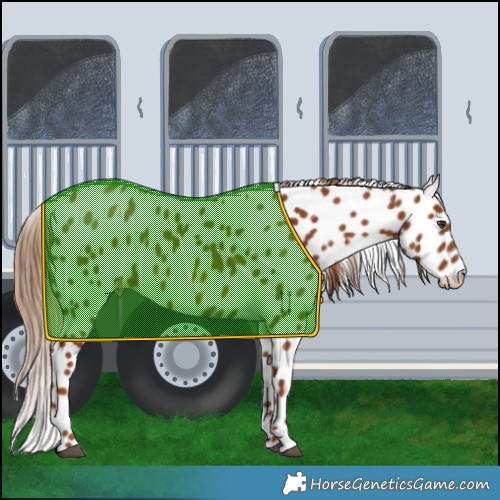 Horse Color:Chestnut Appaloosa 