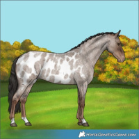 Horse Color:Liver Red Dun Roan Appaloosa Brindle 