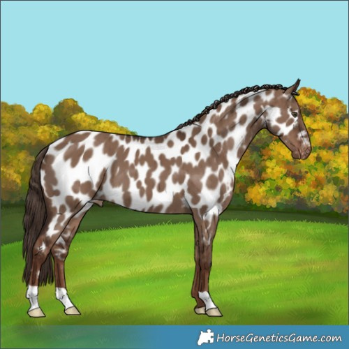 Horse Color:Liver Red Dun Appaloosa Brindle