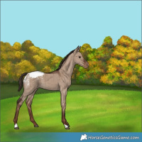 Horse Color:Liver Red Dun Appaloosa Brindle 