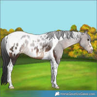Horse Color:Brown Tobiano Appaloosa Rabicano 