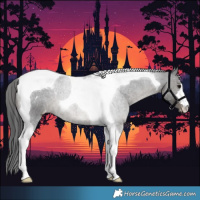 Horse Color:Black Tobiano Appaloosa