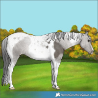 Horse Color:Grullo Tobiano Appaloosa 