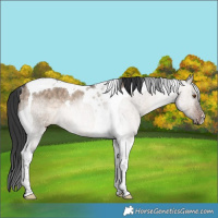 Horse Color:Brown Dun Tobiano Rabicano Brindle 