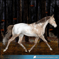Horse Color:White Spotted Brown Pearl Dun Appaloosa Rabicano