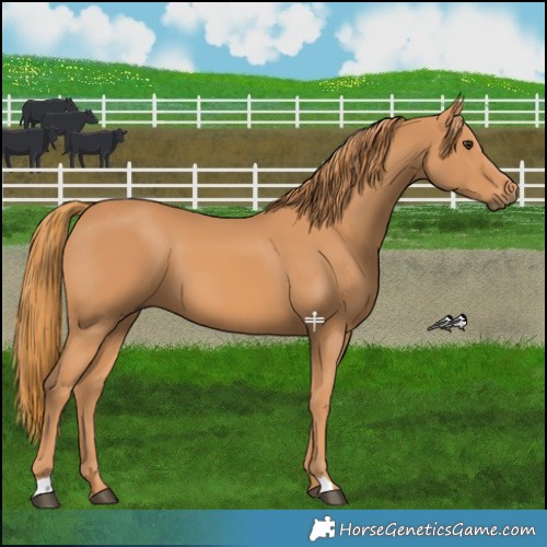 Horse Color:Chestnut 