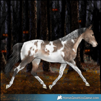 Horse Color:White Spotted Brown Dun Tobiano Appaloosa Rabicano