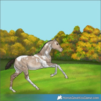 Horse Color:White Spotted Liver Red Dun Tobiano Snowflake VarnishRabicano 