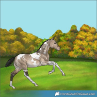Horse Color:White Spotted Bay Dun Tobiano Varnish Rabicano 