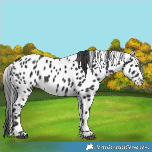 Horse Color:Black Leopard 