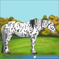Horse Color:Black Appaloosa 