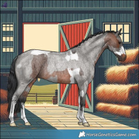 Horse Color:Brown Roan Tobiano Rabicano  and Grullo Roan Sabino Rabicano 