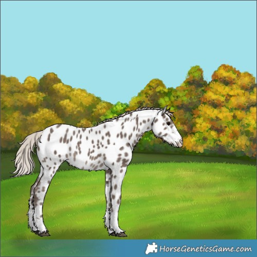 Horse Color:Silver Black Near Leopard Rabicano 