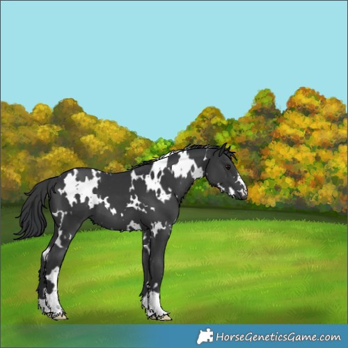 Horse Color:White Spotted Black