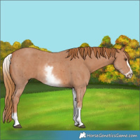 Horse Color:White Spotted Chestnut Sabino Frame