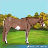 Horse Color:White Spotted Chestnut Sabino Frame 