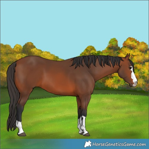 Horse Color:Bay 