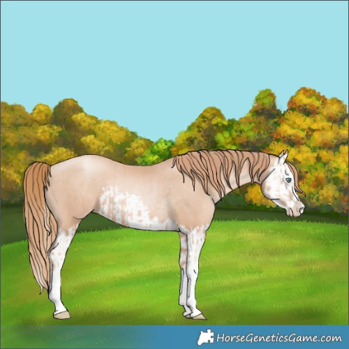 Horse Color:Gold Champagne Pearl Splash Rabicano  and Gold Champagne Pearl Splash Rabicano 