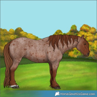 Horse Color:Red Roan 