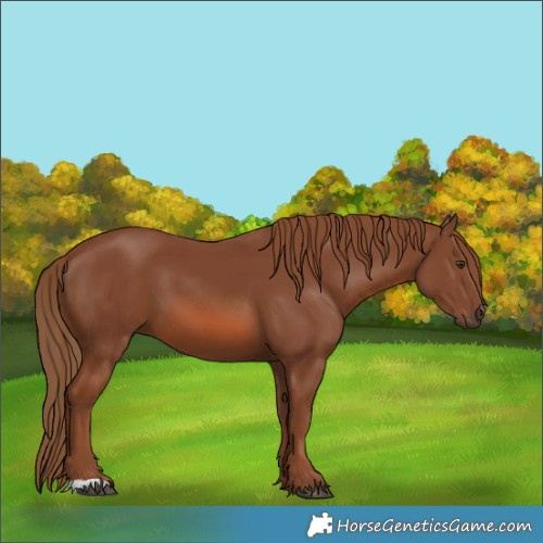 Horse Color:Chestnut 