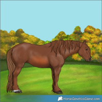 Horse Color:Chestnut 