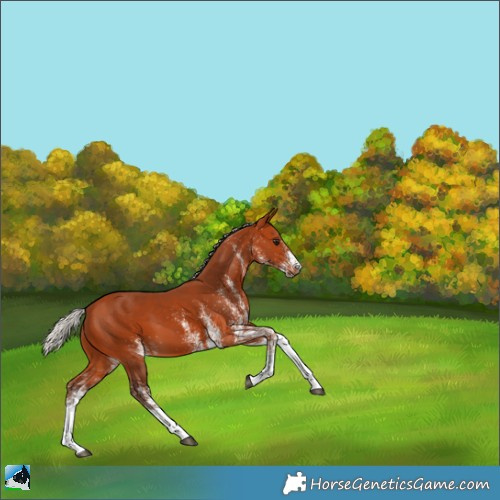 Horse Color:White Spotted Silver Bay 