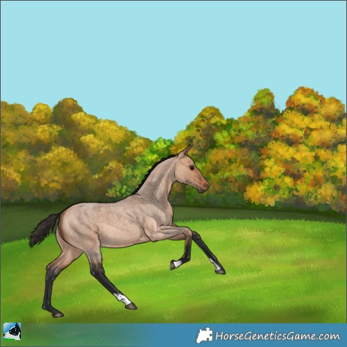 Horse Color:Bay Roan Dun 