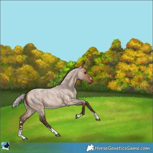 Horse Color:Silver Bay Roan Dun 