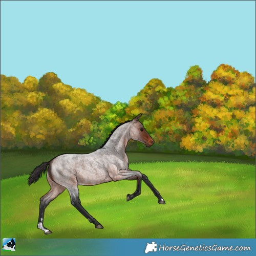 Horse Color:Bay Roan 