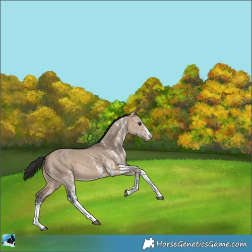 Horse Color:White Spotted Bay Dun 