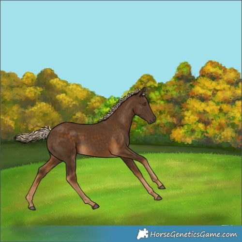 Horse Color:Chocolate Palomino 