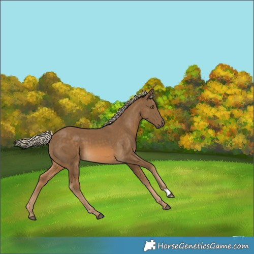 Horse Color:Chocolate Palomino 