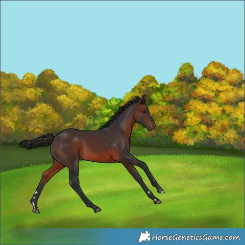 Horse Color:Brown 