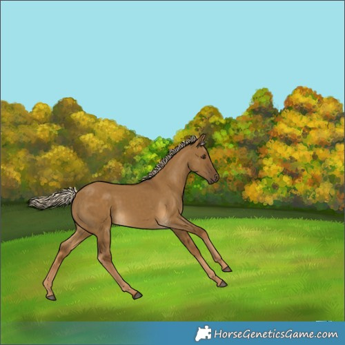 Horse Color:Chocolate Palomino Dun 