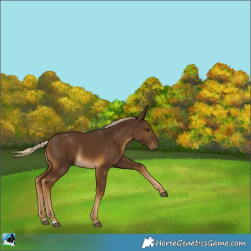 Horse Color:Chocolate Palomino Rabicano 