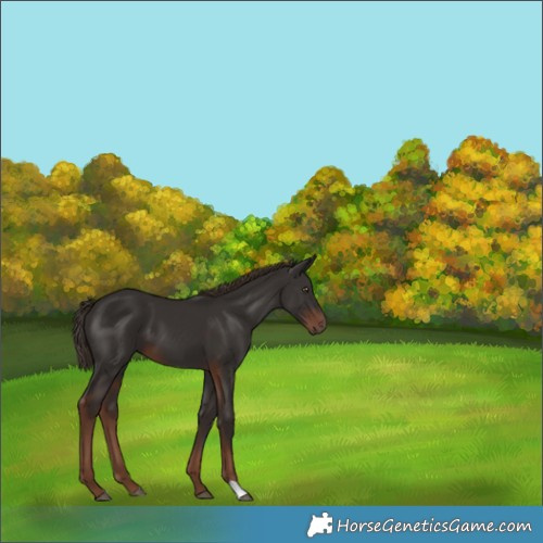 Horse Color:Liver Chestnut 