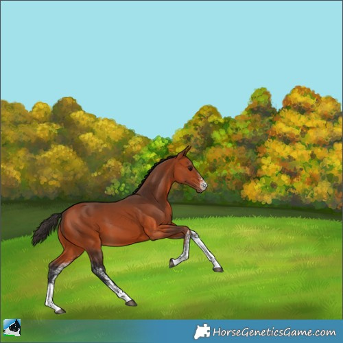 Horse Color:White Spotted Bay 