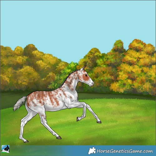 Horse Color:White Spotted Silver Bay 