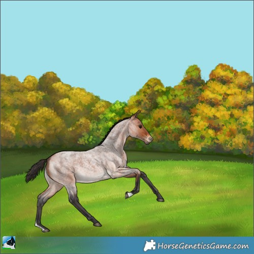 Horse Color:Bay Roan 