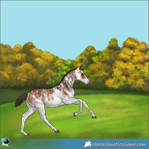 Horse Color:White Spotted Bay