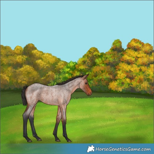Horse Color:Bay Roan 