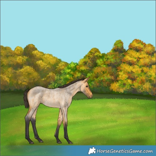 Horse Color:Buckskin Roan 