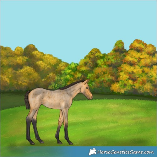 Horse Color:Buckskin Roan 