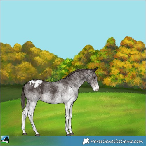 Horse Color:White Spotted Liver Chestnut Appaloosa Rabicano 