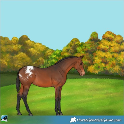 Horse Color:Bay Appaloosa 